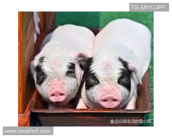 猪猪乐园里的足球赛场上欢快奔跑的可爱小猪们